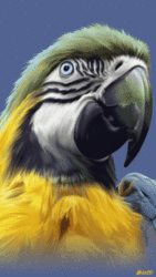 Click image for larger version

Name:	parrot_NqN9vmbY.gif
Views:	0
Size:	3.03 MB
ID:	1601329