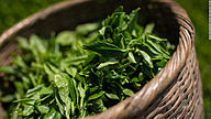 Click image for larger version

Name:	160610151422-green-tea-leaves-super-169-1203-phunutoday.jpg
Views:	0
Size:	84.5 KB
ID:	1015703