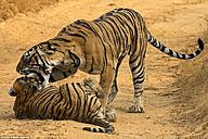 Click image for larger version

Name:	1490503838-149032585376278-tiger-8.jpg
Views:	0
Size:	117.1 KB
ID:	1016196