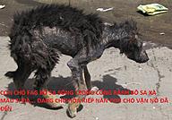 Click image for larger version

Name:	poor-dog.jpg
Views:	0
Size:	132.8 KB
ID:	1161675