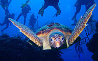 Click image for larger version

Name:	loggerhead-face-1499685627212.jpg
Views:	0
Size:	111.7 KB
ID:	1068646