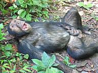 Click image for larger version

Name:	monkey-masturbating.jpg
Views:	0
Size:	159.5 KB
ID:	1206843