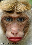Click image for larger version

Name:	monkey.jpg
Views:	0
Size:	89.0 KB
ID:	1030189