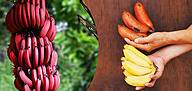 Click image for larger version

Name:	redbanana-1490781696267.jpg
Views:	0
Size:	96.9 KB
ID:	1017412