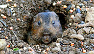 Click image for larger version

Name:	gopher-flickr-alan-schmierer-feature.jpg
Views:	0
Size:	163.7 KB
ID:	1302744