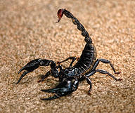 Click image for larger version

Name:	Black+Scorpion.jpg
Views:	0
Size:	235.6 KB
ID:	953591