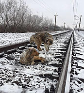 Click image for larger version

Name:	dogs-train-railway-tracks-ukraine-2.jpg
Views:	0
Size:	150.8 KB
ID:	1016675