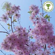 Click image for larger version

Name:	prunus-subhirtella-autumnalis-rosea.jpg
Views:	0
Size:	80.3 KB
ID:	1358036