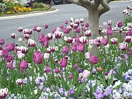 Click image for larger version

Name:	paris tulipes.jpg
Views:	0
Size:	183.6 KB
ID:	1359438