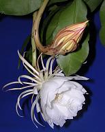 Click image for larger version

Name:	Epiphyllum_oxypetalum_flower.jpg
Views:	0
Size:	189.3 KB
ID:	1370471
