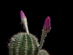 Click image for larger version

Name:	zzz 03-cactus  .gif
Views:	0
Size:	1.82 MB
ID:	1484900
