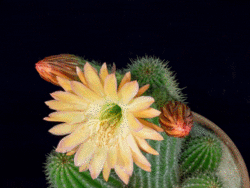 Click image for larger version

Name:	zzz 04-cactus .gif
Views:	0
Size:	3.05 MB
ID:	1484902