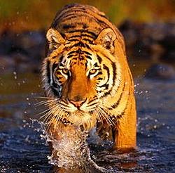 Click image for larger version
Name: Tiger8.jpg
Views: 0
Size: 22.5 KB
ID: 1965886