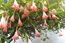 Click image for larger version

Name:	angels_trumpet.jpg
Views:	0
Size:	93.6 KB
ID:	869019