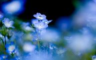 Click image for larger version

Name:	Blue-Forget-Me-Not-flowers-34611726-960-600.jpg
Views:	0
Size:	53.9 KB
ID:	1361321