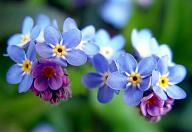 Click image for larger version

Name:	forgetmenot11.jpg
Views:	0
Size:	24.9 KB
ID:	1377151
