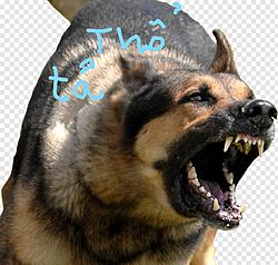 Click image for larger version

Name:	Inked1066935_doge-face-angry-dog-transparent-png-download_LI.jpg
Views:	0
Size:	1.45 MB
ID:	1592562