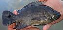 Click image for larger version

Name:	Tilapia-Featured-600x291.jpg
Views:	0
Size:	46.2 KB
ID:	750212