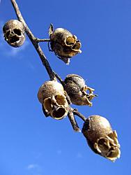 Click image for larger version

Name:	(002-ons skull.jpg
Views:	0
Size:	105.2 KB
ID:	1625847
