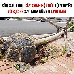 Click image for larger version

Name:	zzzzz((((cy xanh 3136_n.jpg
Views:	0
Size:	95.9 KB
ID:	1488739
