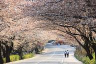 Click image for larger version

Name:	2718008201104047khwagae4kmcherryblossomroad-15517642763191539248709.jpg
Views:	0
Size:	167.6 KB
ID:	1367960