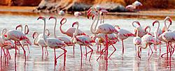 Click image for larger version

Name:	flamants3.jpg
Views:	0
Size:	74.2 KB
ID:	1533212