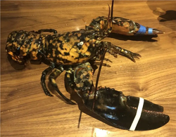 Click image for larger version

Name:	TT-Lobster.png
Views:	0
Size:	1.48 MB
ID:	1785196