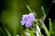Click image for larger version

Name:	purple-flowers-1491241_960_720.jpg
Views:	0
Size:	52.0 KB
ID:	1388073