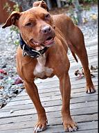 Click image for larger version

Name:	TS-Pitbullterrier-032519.jpg
Views:	0
Size:	142.9 KB
ID:	1355383