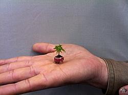 Click image for larger version

Name:	01-smallest-bonsai.jpg
Views:	0
Size:	45.3 KB
ID:	1764939