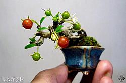 Click image for larger version

Name:	02-shohin-bonsai-fruit.jpg
Views:	0
Size:	34.3 KB
ID:	1764940